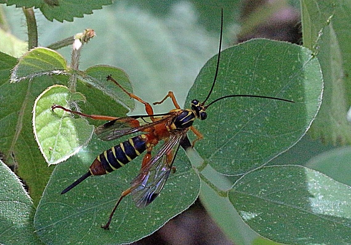 Yellow-banded Ichneumon Wasp - Echthromorpha agrestoria  Australia,Eamw wasps,Echthromorpha agrestoria,Geotagged