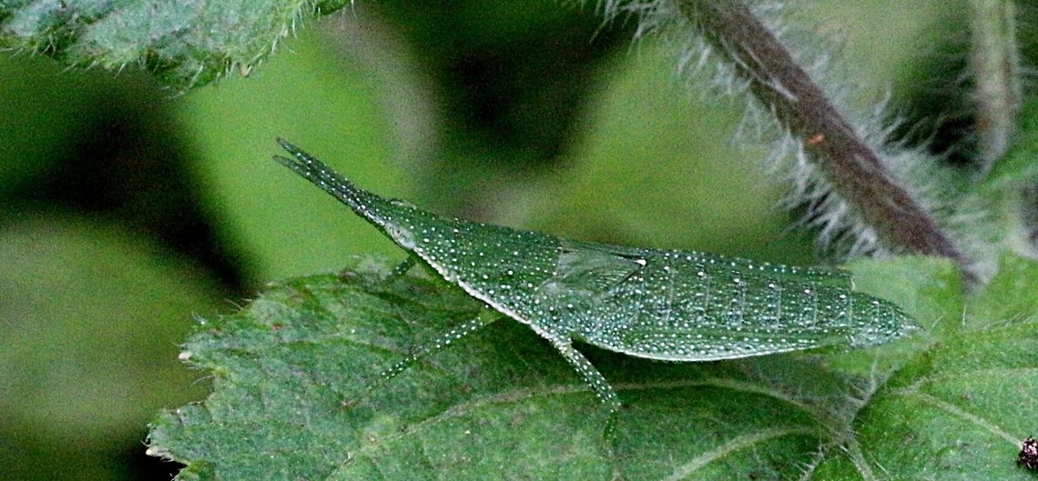 Unidentified nymph of grasshopper Approx. 30 mm long. Looks like a nymph of a species of hoppers. Australia,Eamw grasshoppers,Geotagged