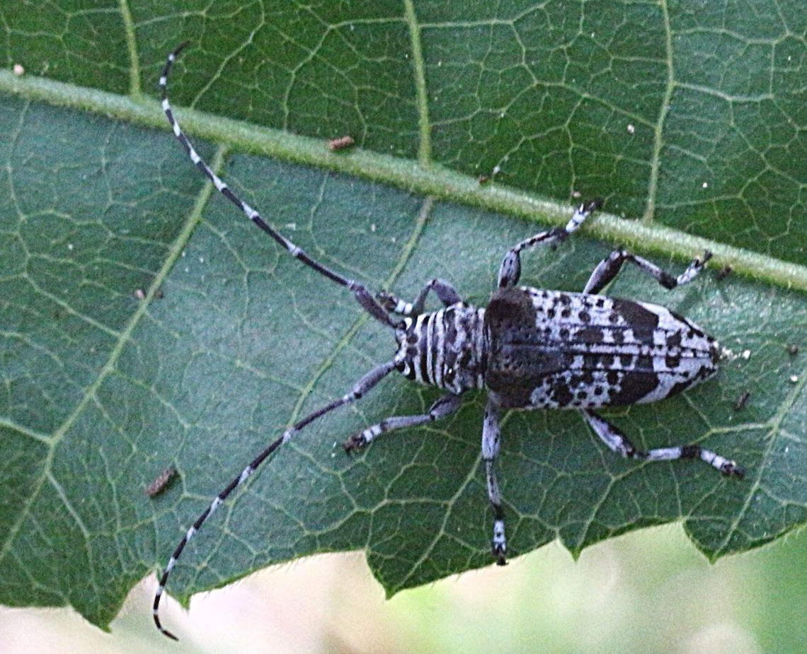 Longicorn Beetle - Disterna canosa  Australia,Disterna canosa,Eamw beetles,Geotagged,eamw Long Horn beetle