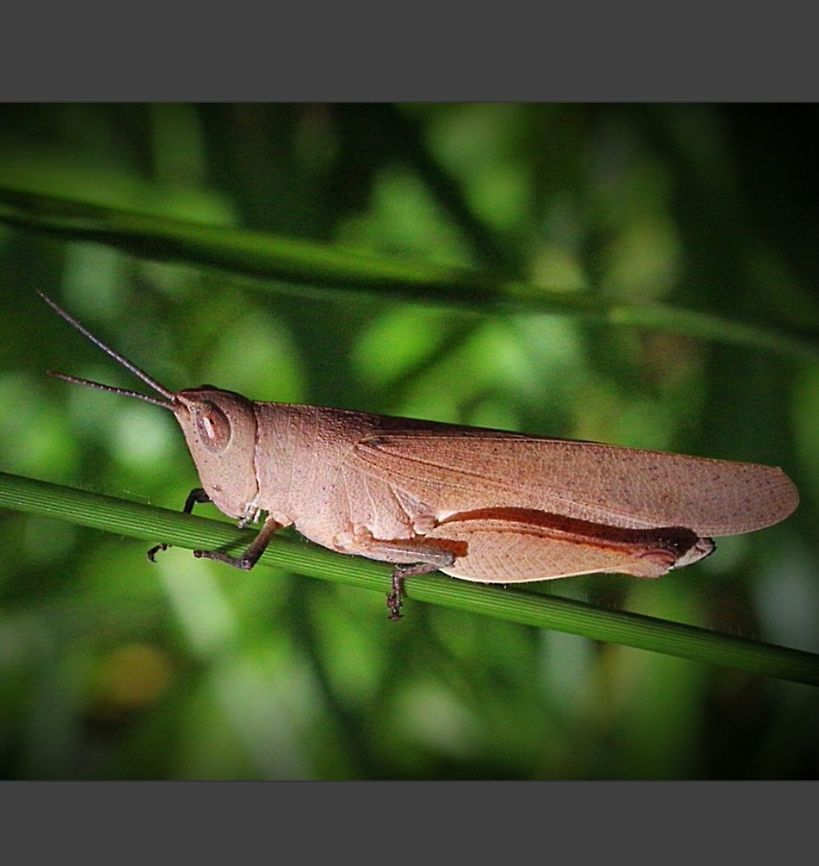 Black -kneed Gum Leaf Grasshopper ( Goniaea carinata)  Australia,Eamw Grasshopper,Geotagged,Goniaea carinata,Spring