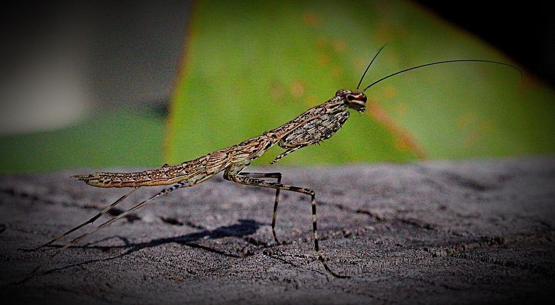 Bark Runner mantis nymph.  Eamw mantids,Gyromantis kraussi,Spiny bark mantis