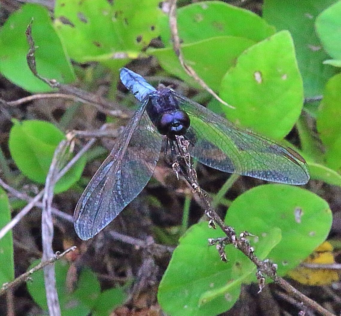 Black-headed skimmer on its preferred perch.  Australia,Black-headed skimmer,Crocothemis nigrifrons,Eamw dragonflies,Geotagged