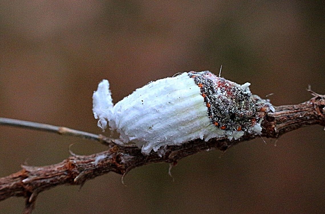 Cotton cushion scale ( Icerya purchasi )  Australia,Eamw scale insects,Geotagged,Icerya purchasi