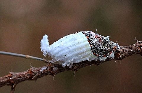Cotton cushion scale ( Icerya purchasi )  Australia,Eamw scale insects,Geotagged,Icerya purchasi