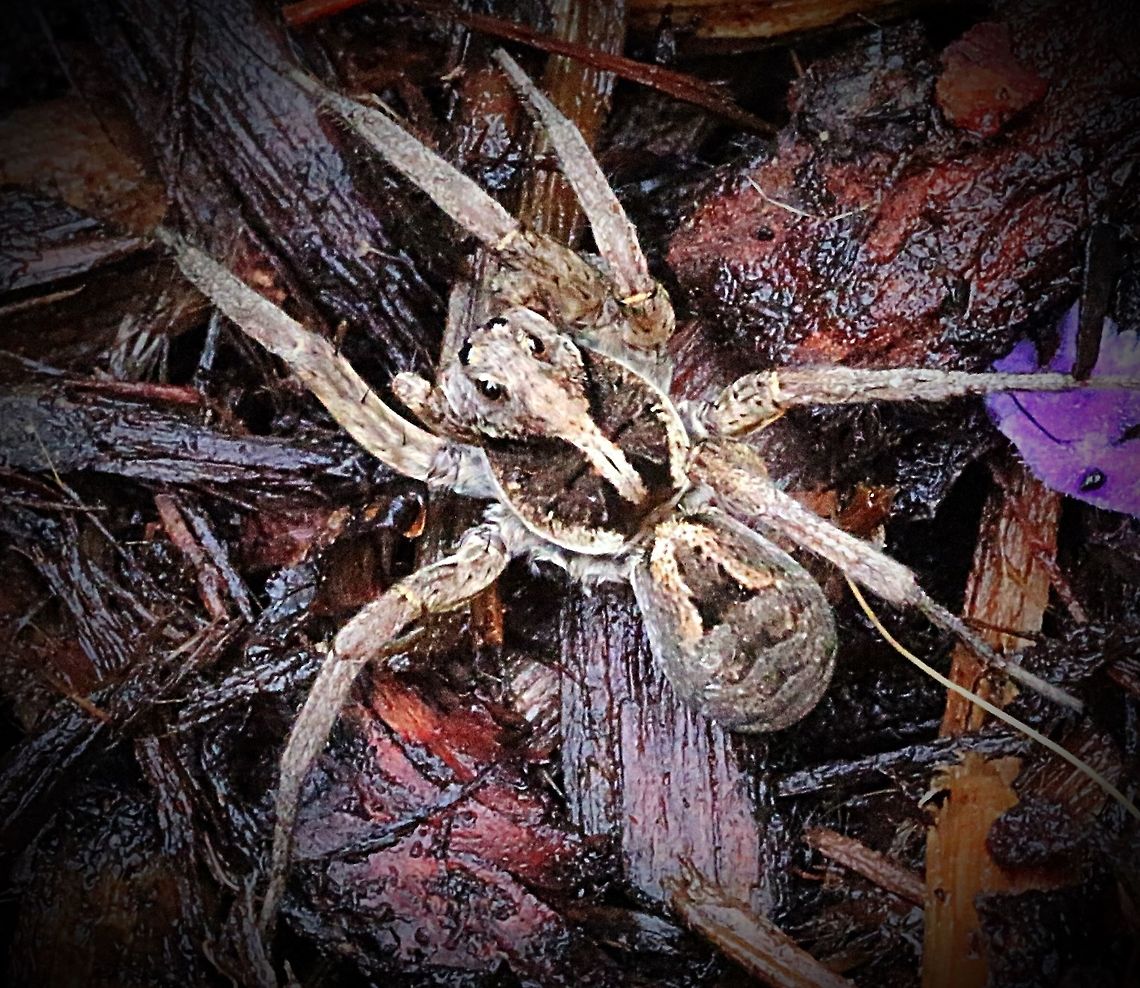 Garden wolf spider ( Lycosa godeffroyi)  Eamw spiders,Eamw wolf spiders,Lycosa godeffroyi