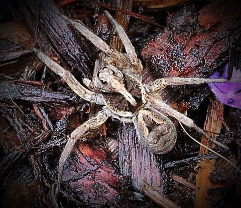 Garden wolf spider ( Lycosa godeffroyi)  Eamw spiders,Eamw wolf spiders,Lycosa godeffroyi