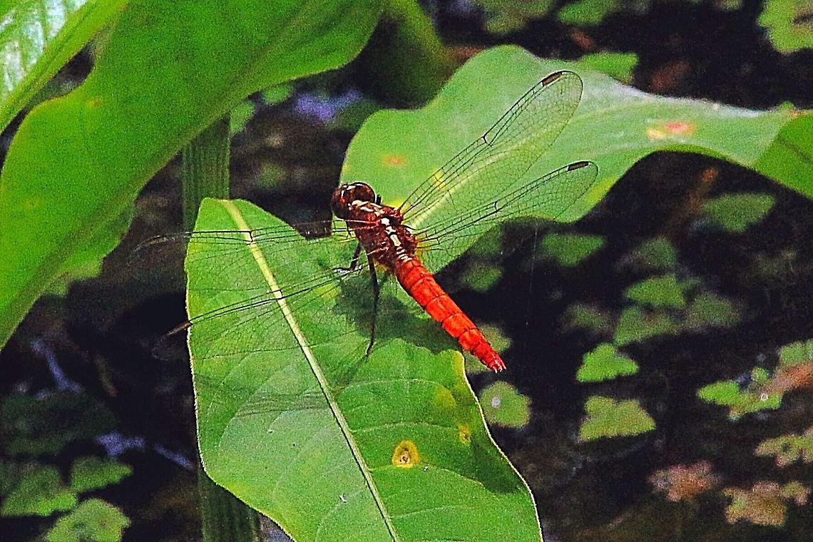 A male Red arrow purching in his territory.  Australia,Eamw dragonflies,Geotagged,Rhodothemis lieftincki