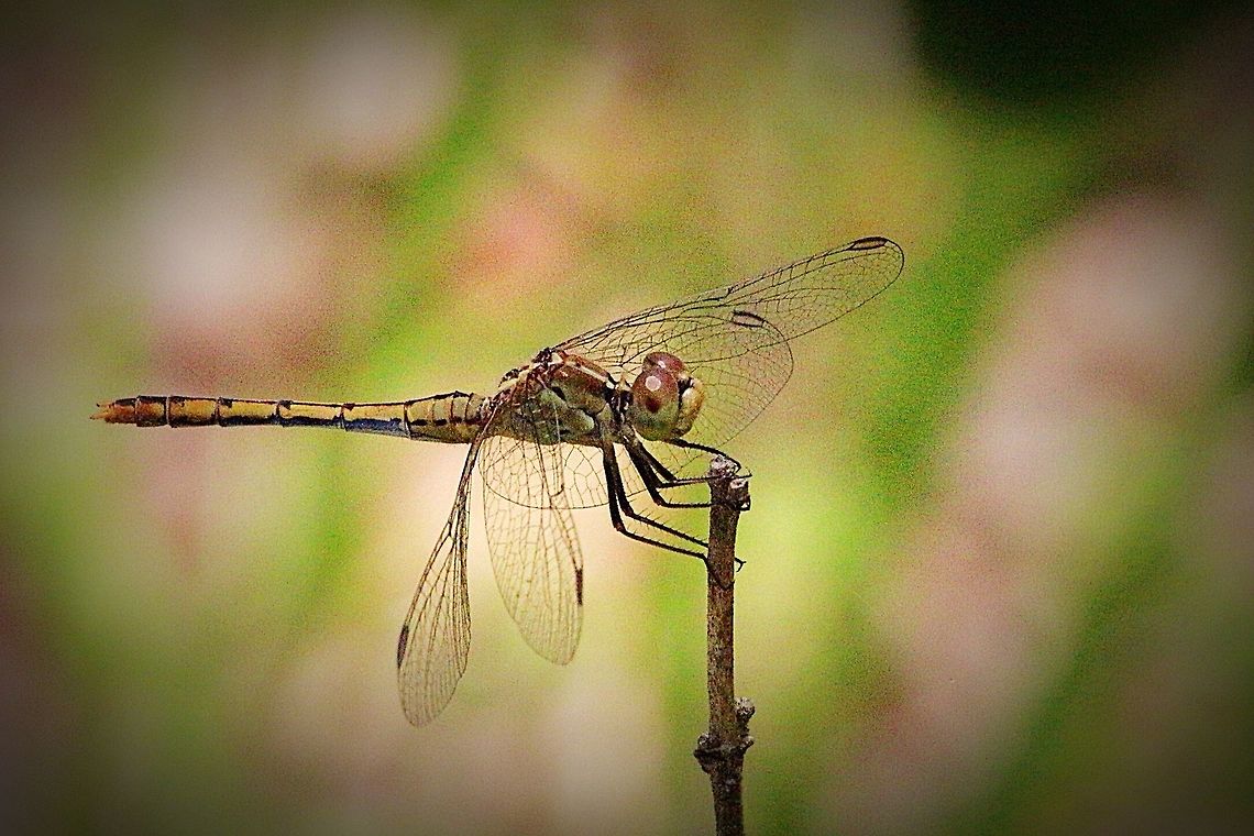 Wandering Percher female.  Australia,Diplacodes bipunctata,Eamw dragonflies,Geotagged,Karana Downs Qld,Wandering Percher