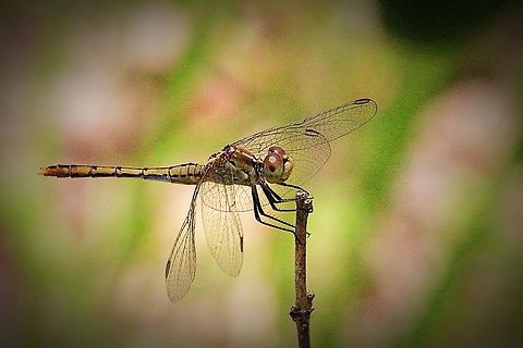 Wandering Percher female.  Australia,Diplacodes bipunctata,Eamw dragonflies,Geotagged,Karana Downs Qld,Wandering Percher