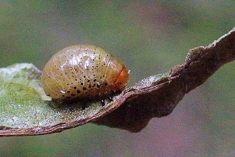 Larvae of Callidemum hypochalceum found sheltering in a Leaf curling spider  shelter.  Australia,Callidemum hypochalceum,Eamw beetles,Geotagged