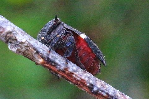 Dardus Wattle Hopper ( Dardus abbreviatus ) found on Acacia sp. Found several all on the same branch . Body size approx 5-6 mm . Australia,Dardus abbreviatus,Dardus wattle hopper,Eamw planthoppers,Geotagged
