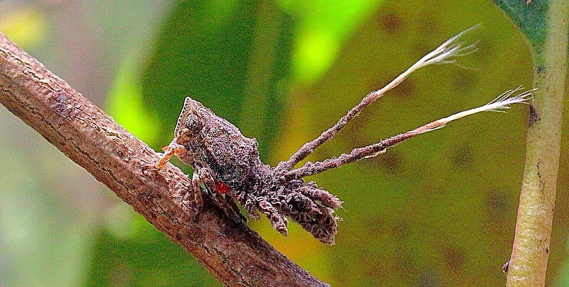 Dardus Wattle Hopper nymph (Dardus abbreviatus ) Found only one nymph on the same Acacia tree as several adult hoppers. Australia,Dardus abbreviatus,Dardus wattle hopper,Geotagged