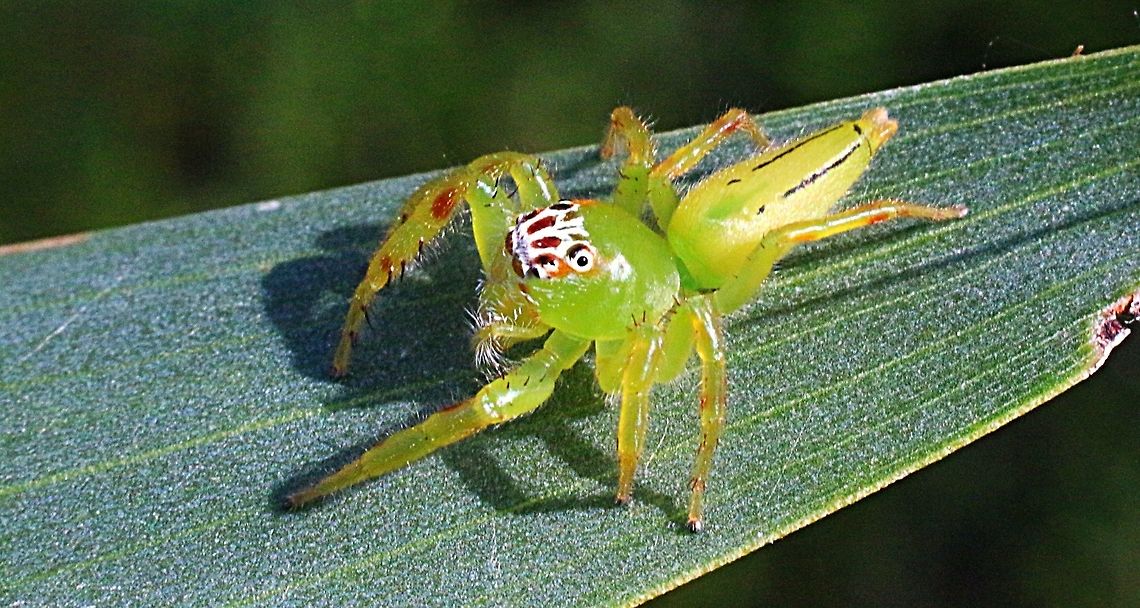 Northern green jumping spider ( Mopsus Mormon ) female.  Australia,Eamw spiders,Geotagged,Green jumping spider,Mopsus mormon