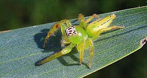 Northern green jumping spider ( Mopsus Mormon ) female.  Australia,Eamw spiders,Geotagged,Green jumping spider,Mopsus mormon