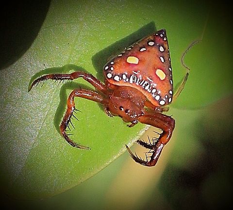 Triangular spider ( Arkys lancearius)  Arkys lancearius,Australia,Eamw spiders,Geotagged