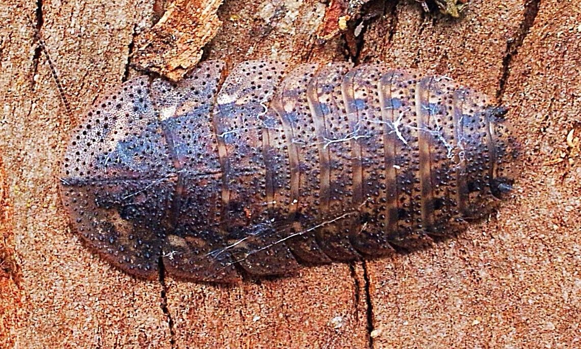 Friedman's Bark Cockroach  Australia,Friedman's Bark Cockroach,Geotagged,Laxta tillyardi