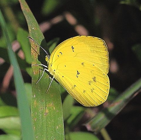 Common Grass Yellow.  Australia,Common Grass Yellow,Eamw butterflies,Eurema hecabe,Geotagged