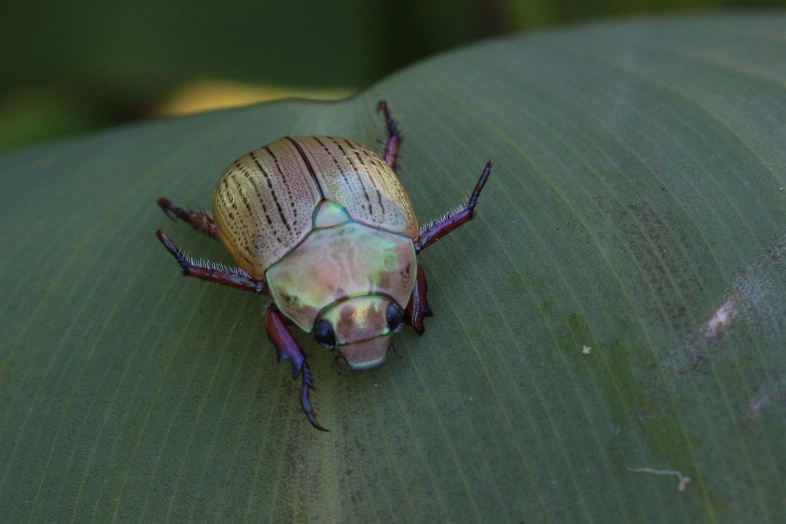 Commonly called in Australia -Christmas Beetle.  Anoplognathus,Anoplognathus porosus,Australia,Christmas beetle,Geotagged,Spring