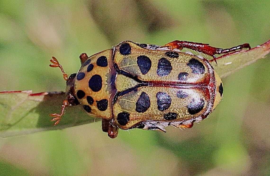 Spotted Flower Chafer.  Australia,Geotagged,Neorrhina punctata,Spotted Flower Chafer