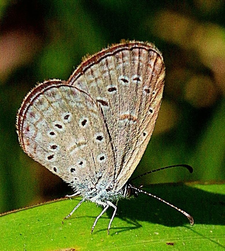Mazarine blue ( Polyommatus semiargus)  Australia,Eamw butterflies,Geotagged,Mazarine blue,Polyommatus semiargus