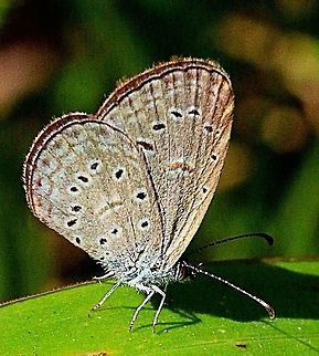 Mazarine blue ( Polyommatus semiargus)  Australia,Eamw butterflies,Geotagged,Mazarine blue,Polyommatus semiargus