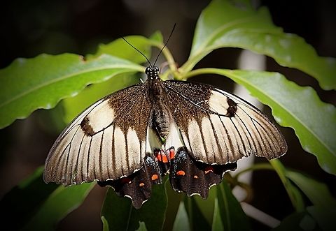 Orchard Butterfly female ( Papilio aegeus)  Australia,Eamw butterflies,Geotagged,Orchard Swallowtail Butterfly,Papilio aegeus