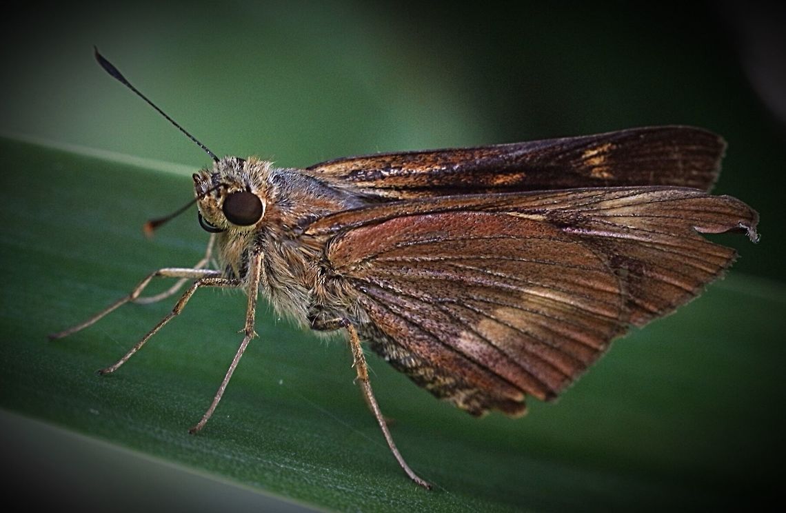 Large dingy skipper ( Toxidia peron)  Australia,Geotagged,Large dingy skipper,Toxidia peron