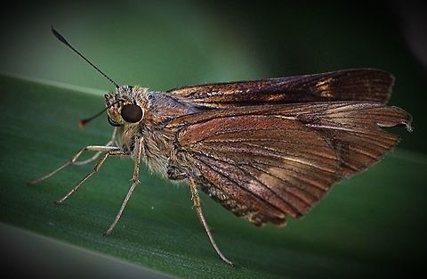 Large dingy skipper ( Toxidia peron)  Australia,Geotagged,Large dingy skipper,Toxidia peron