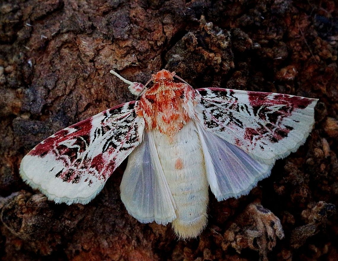 Lily moth (Spodoptera picta) This is a specimen which I let hatch from a pupae . The moth was cooled down to enable getting a photo with the wings opened up. Eamw caterpillars,Eamw moth,Karana Downs Qld,Spodoptera picta,eamw Noctuid