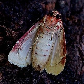 Lily moth (Spodoptera picta) This is a specimen which I let hatch from a pupae . The moth was cooled down to enable getting the photo.  Australia,Eamw moth,Geotagged,Lily caterpillar,Spodoptera ew,Spodoptera picta