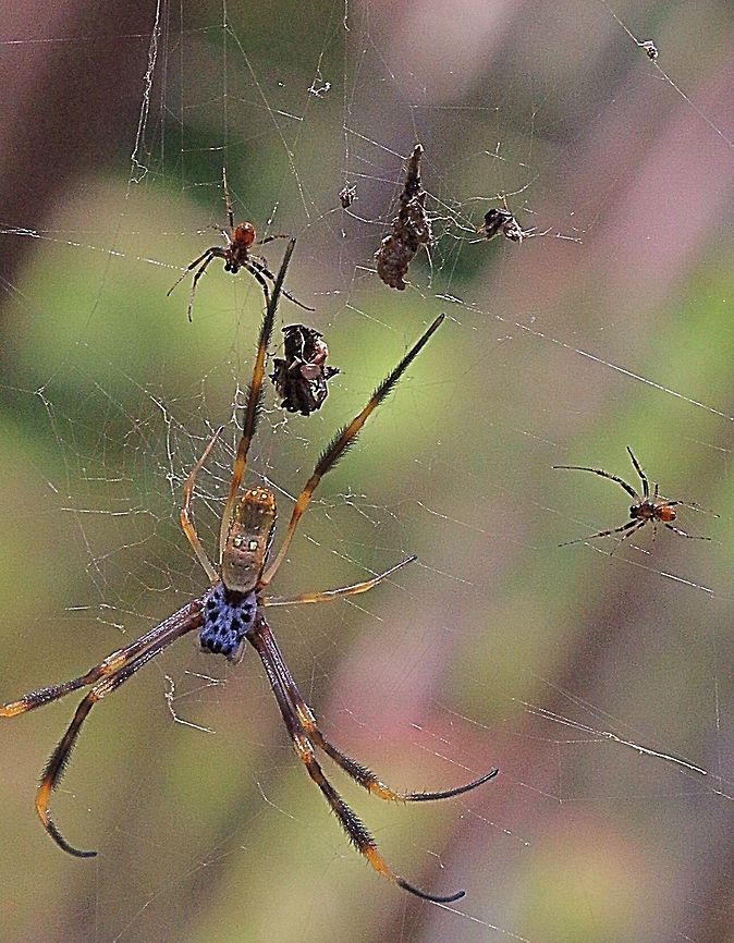 Nephila plumipes A female with two males on her web. The female is not the biggest I have seen.<br />
Also not that the two little males are understandably on the other side of her web. Australia,Geotagged,Nephila plumipes
