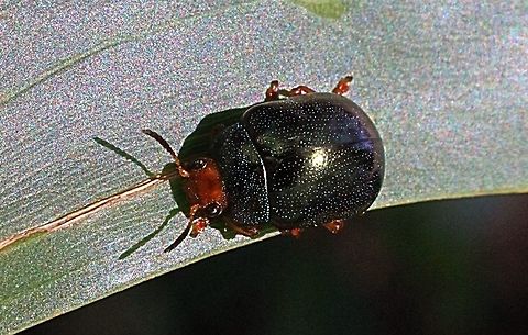 Calomela ruficeps - leaf beetle  Australia,Calomela,Calomela ruficeps,Geotagged
