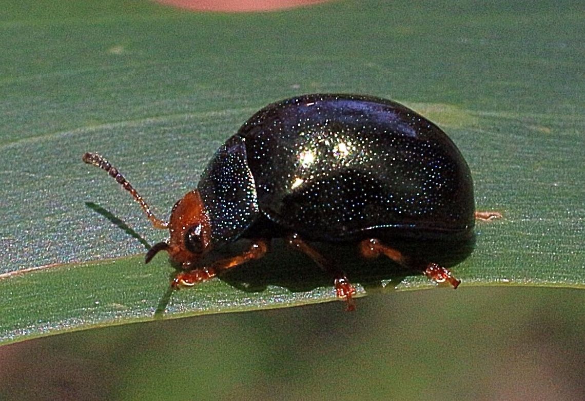 Calomela ruficeps . Thanks to Martin Lagerway for the identification .  Australia,Calomela ruficeps,Geotagged