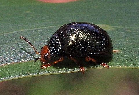 Calomela ruficeps . Thanks to Martin Lagerway for the identification .  Australia,Calomela ruficeps,Geotagged