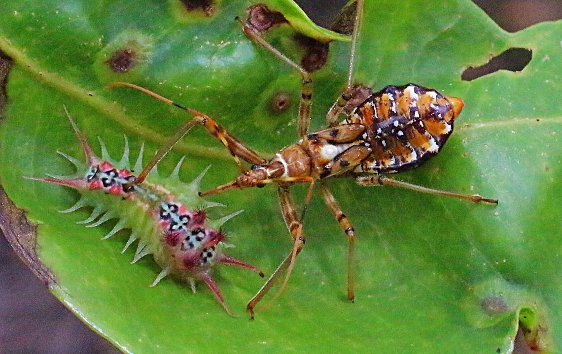 Australian assassin bug nymph ( Pristhesancus plagipennis ) This nymph is in its 5th instar and wings are starting to develop . This bug is preying on a Mottled cup moth caterpilar ( Doratifera vulnerans) Australia,Australian assassin bug,Geotagged,Pristhesancus plagipennis