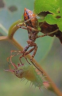 Little cup moth caterpilar not looking to happy being eaten by a Australian assassin bug. Just look at its little face.  Australian assassin bug,Pristhesancus plagipennis