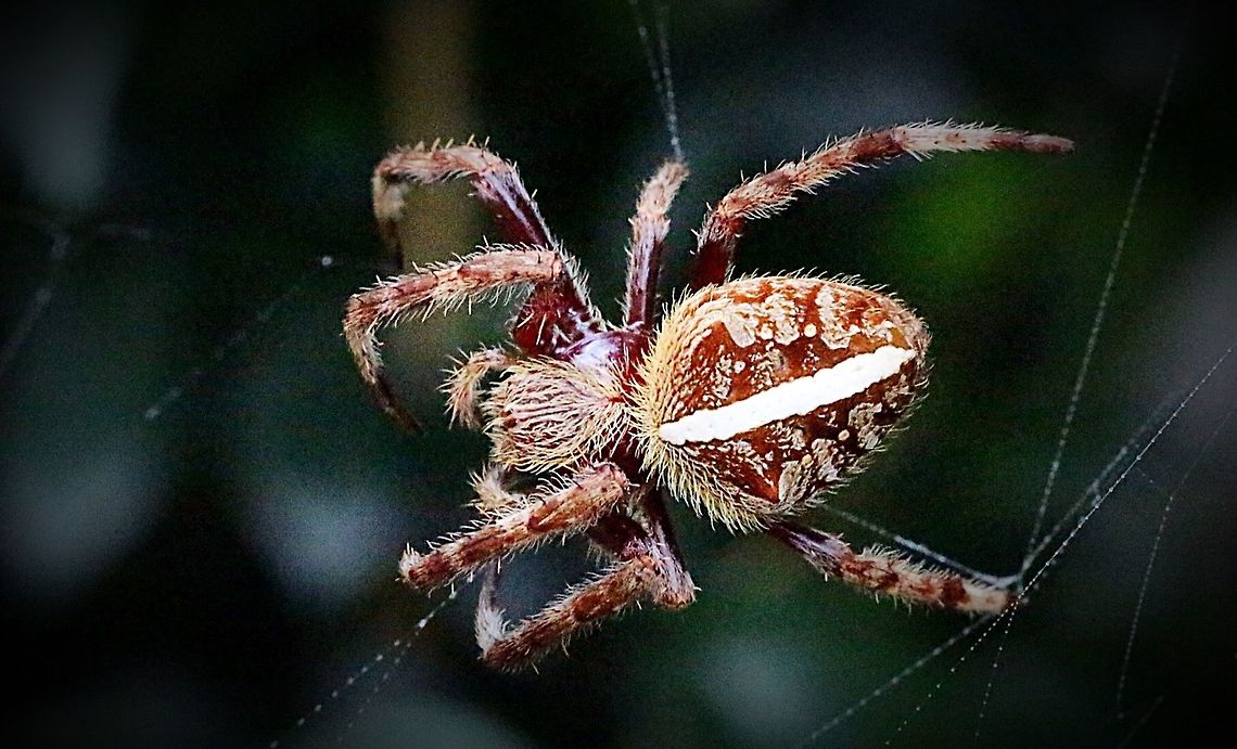 Australian garden orb weaver spider Although I identified it as Eriophora transmarina, there seems to be some doubts on most websites as to the correct identification. Australian garden orb weaver spider,Eamw spiders,Eamw spiders Orbweavers,Eriophora transmarina