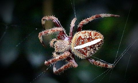 Australian garden orb weaver spider Although I identified it as Eriophora transmarina, there seems to be some doubts on most websites as to the correct identification. Australian garden orb weaver spider,Eamw spiders,Eamw spiders Orbweavers,Eriophora transmarina