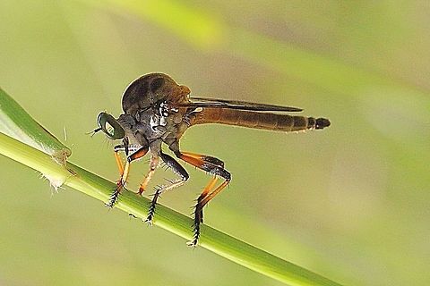 Unidentified Robberfly species. Possibly a spider hunting Robberfly species. Australia,Geotagged