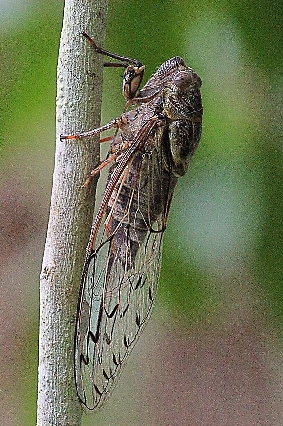 Razor Grinder Cicada. Could not get a photo of the thorax markings as it was impossible to get near them. The markings on the wings are a good indicator of the species. Australia,Geotagged,Henicopsaltria eydouxii