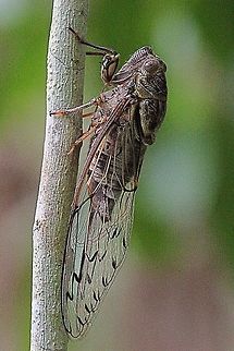 Razor Grinder Cicada. Could not get a photo of the thorax markings as it was impossible to get near them. The markings on the wings are a good indicator of the species. Australia,Geotagged,Henicopsaltria eydouxii