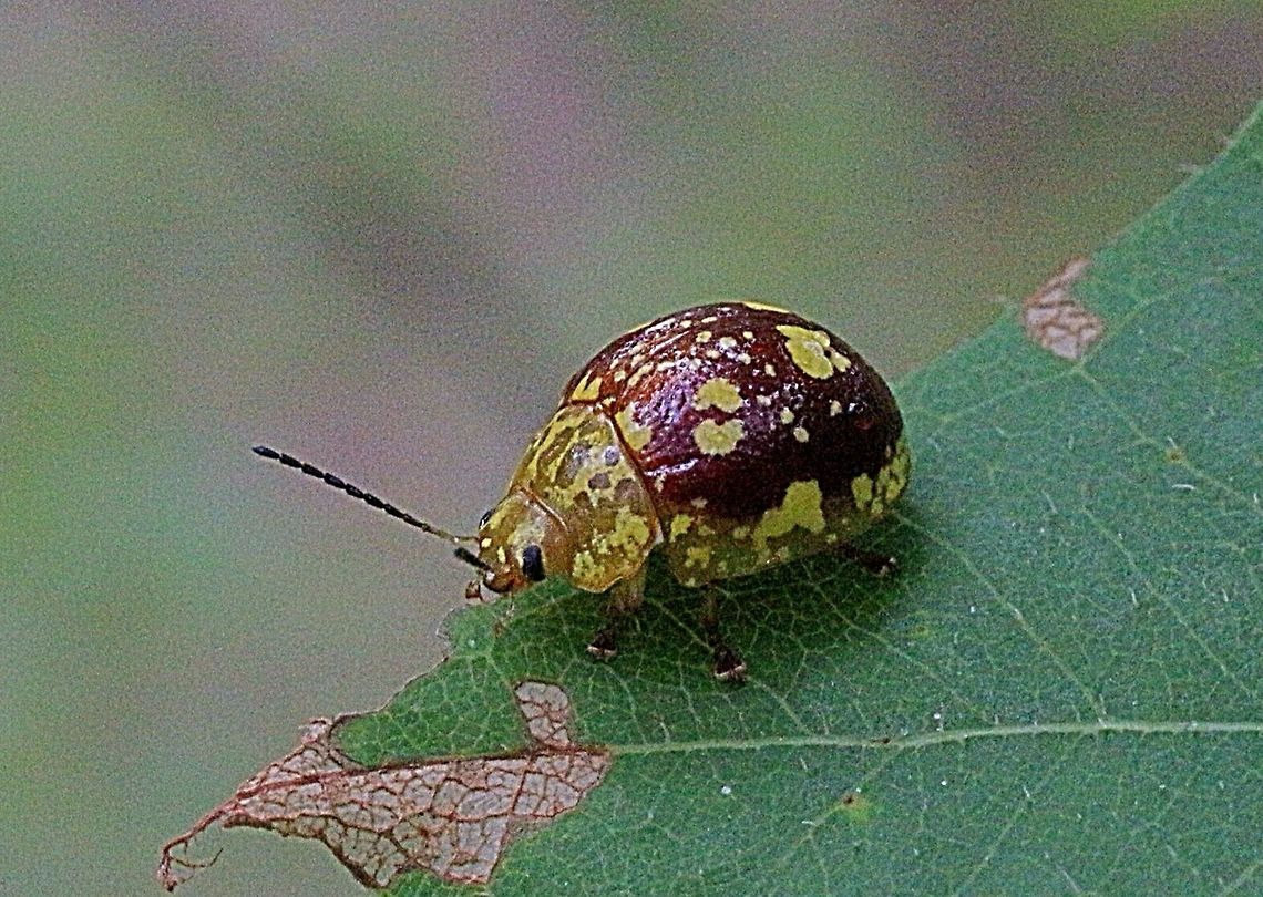 Paropsis marmorea.  Australia,Geotagged,Paropsis marmorea