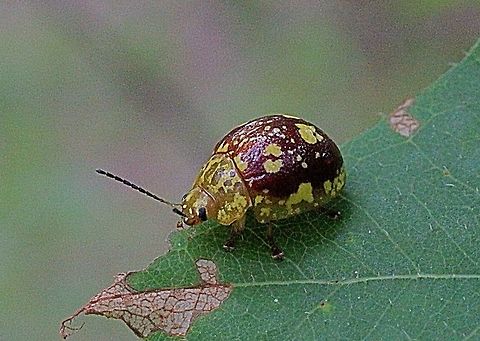 Paropsis marmorea.  Australia,Geotagged,Paropsis marmorea