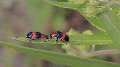 Soft-winged flower beetle (Dicranolaius bellulus ) Two of the beetles were contend in feeding on some leaf fungus . Australia,Geotagged