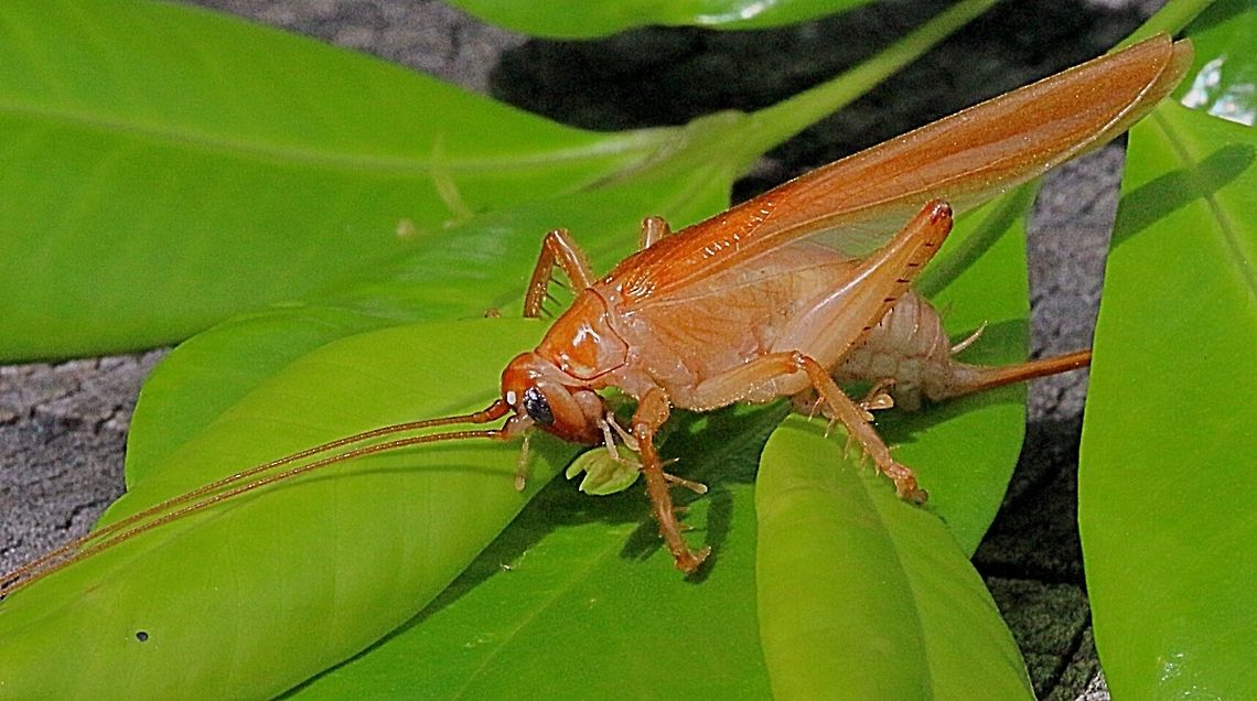 Spider Face Leaf- rolling Cricket female( ovipositor visible)  Australia,Geotagged,Nunkeria brochis,Spider Face Leaf-rolling Cricket