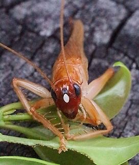 Spider Face Leaf-rolling cricket. ( Nunkeria brochis)  Australia,Geotagged,Nunkeria brochis,Spider Face Leaf-rolling Cricket