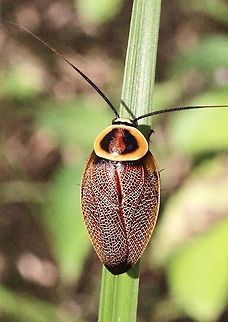 Australe Ellipsidion Cockroach. ( Ellipsideon australe)  Austral Ellipsidion Cockroach,Australia,Ellipsidion australe,Geotagged