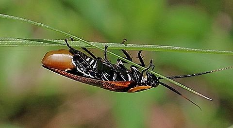 Australe Ellipsideon Cockroach female with its oöthecae attached at the end of its abdomen.  Austral Ellipsidion Cockroach,Australia,Ellipsidion australe,Geotagged