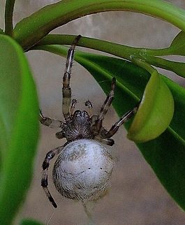 I am not sure but I think it is Araneus albidus. Still have to check some more.  Australia,Eamw spiders,Geotagged