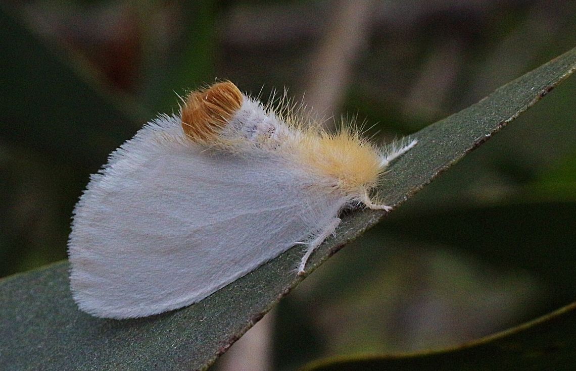 White Notodontid moth ? Possibly a Notodontid moth in the genus Trichiocercus.<br />
 Australia,Eamw moth,Geotagged,unidentified